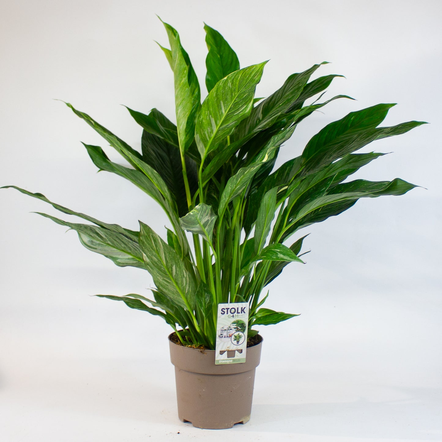 Spathiphyllum Diamond 17cm H60cm