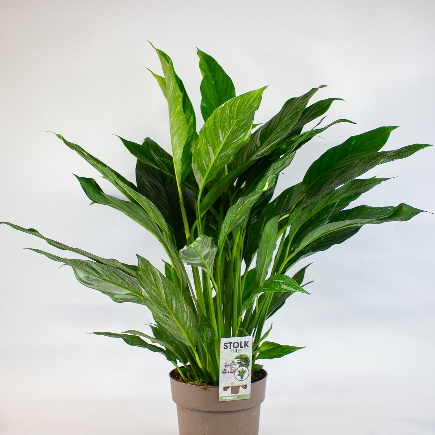 Spathiphyllum Diamond 17cm H60cm