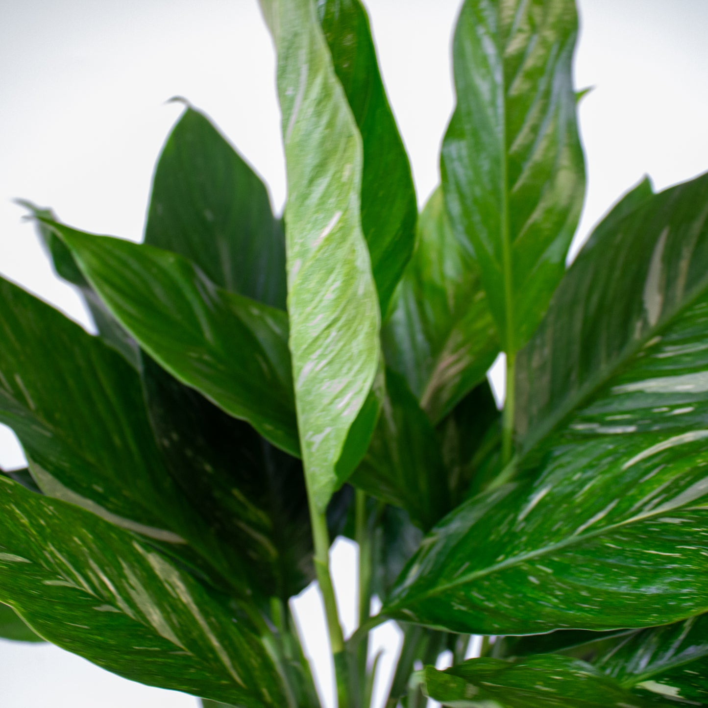 Spathiphyllum Diamond 17cm H60cm
