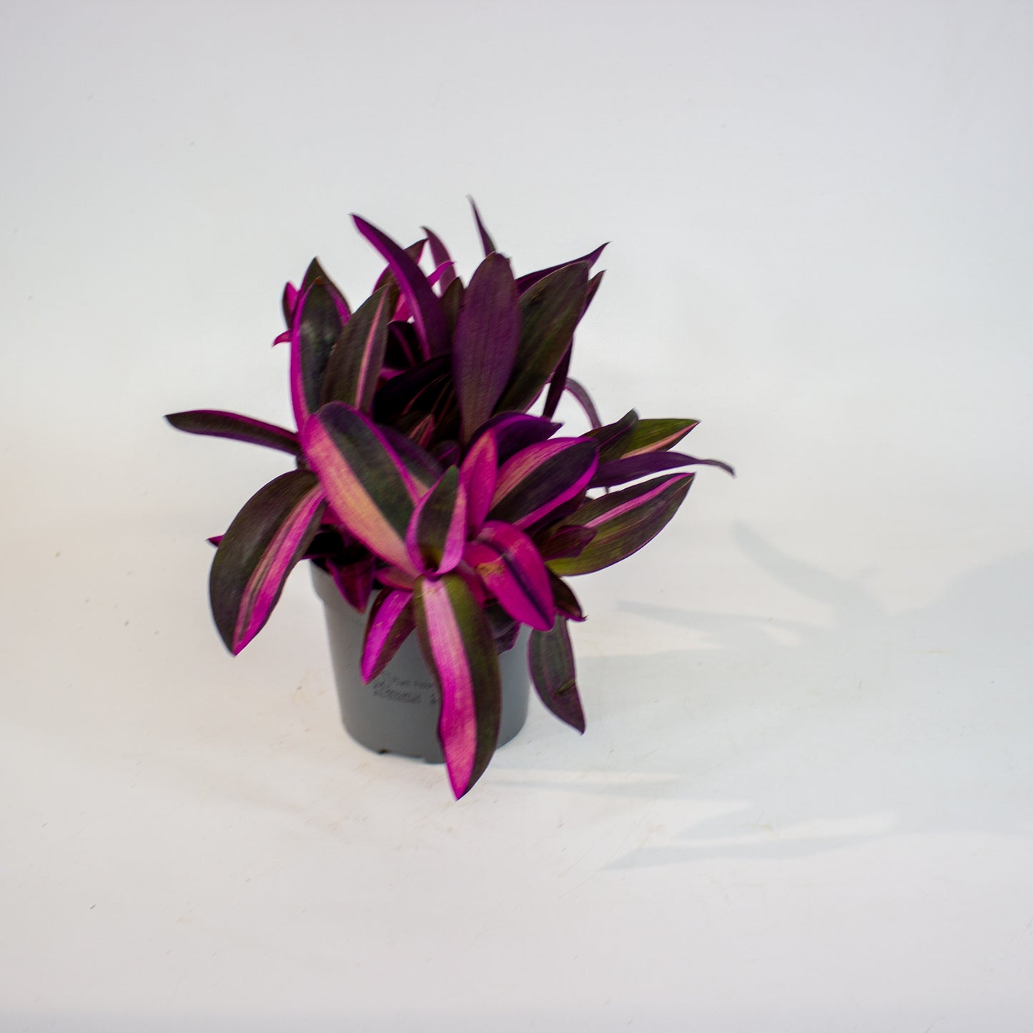Tradescantia Pallida Pink Stripe 12cm H20cm