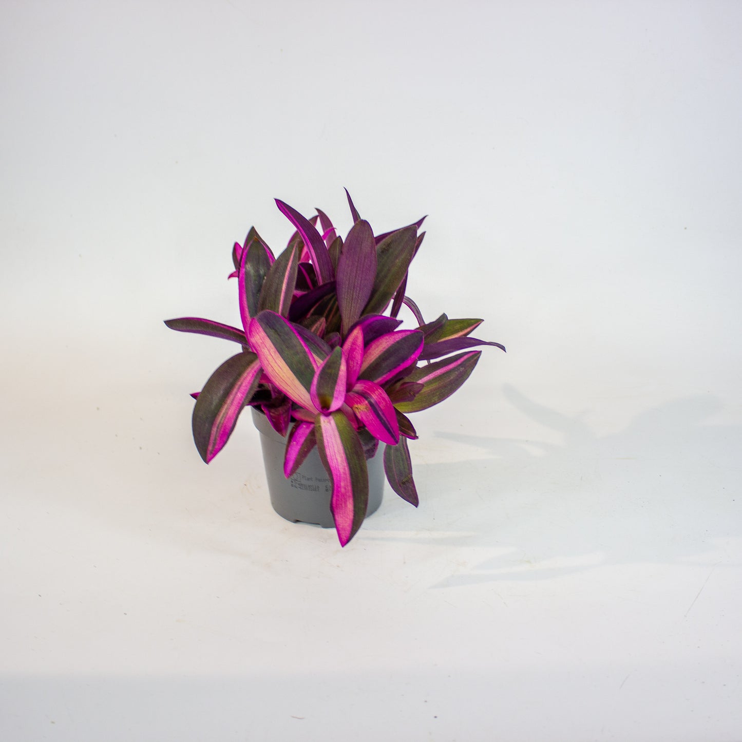 Tradescantia Pallida Pink Stripe 12cm H20cm