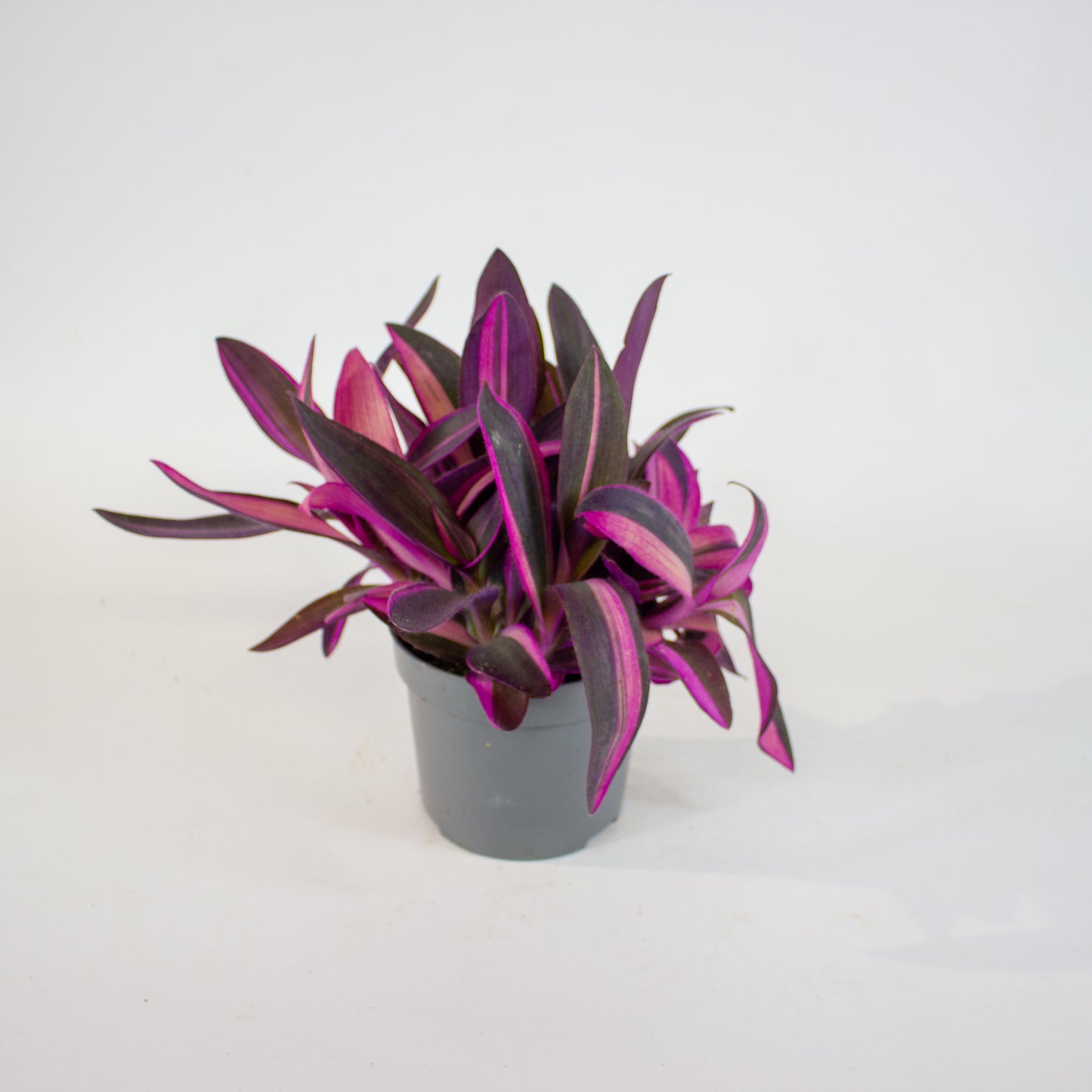 Tradescantia Pallida Pink Stripe 12cm H20cm