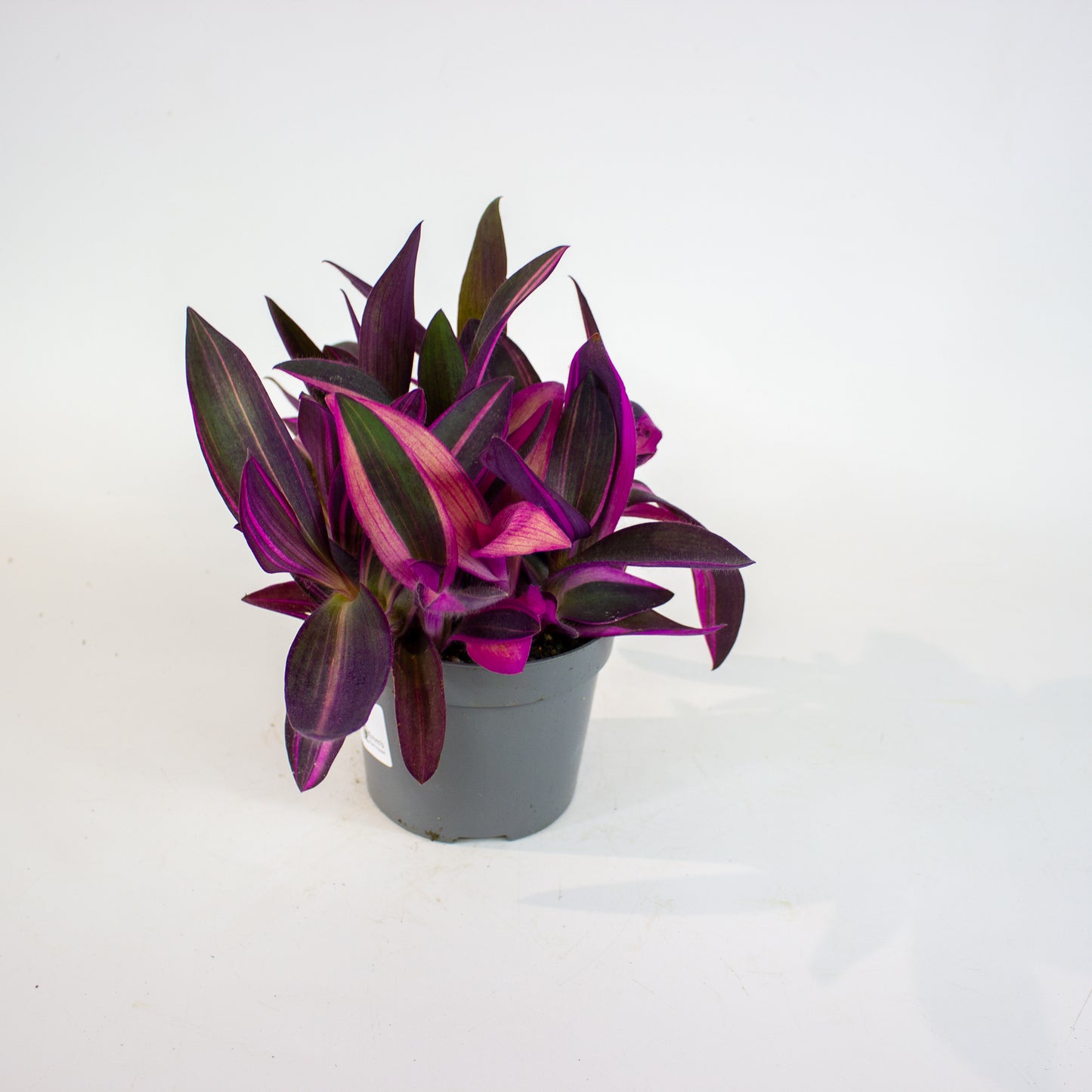 Tradescantia Pallida Pink Stripe 12cm H20cm