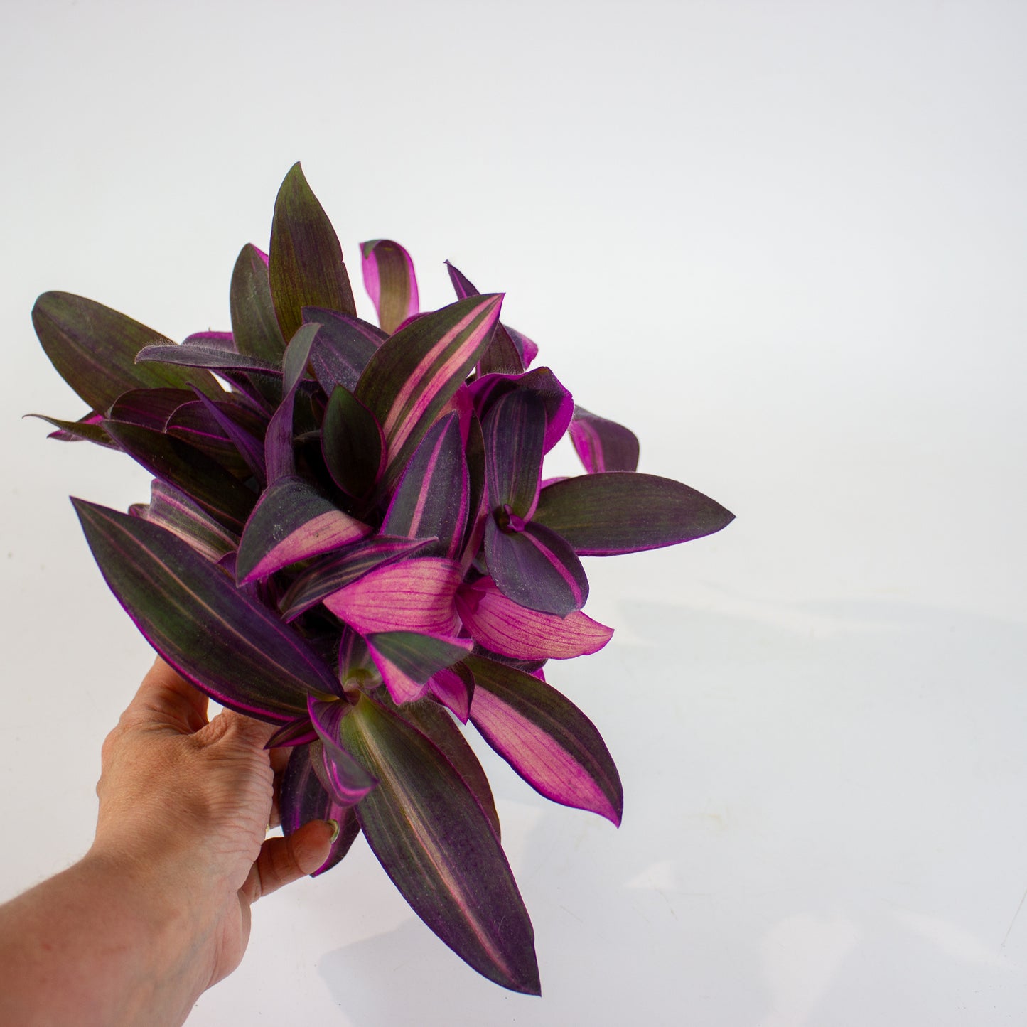 Tradescantia Pallida Pink Stripe 12cm H20cm