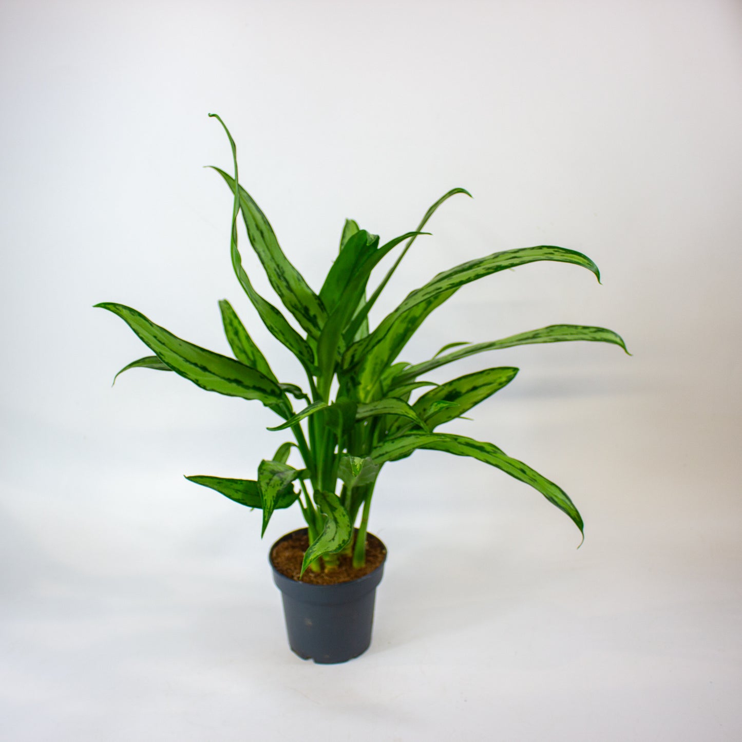 Aglaonema Cutlass 12cm H40cm