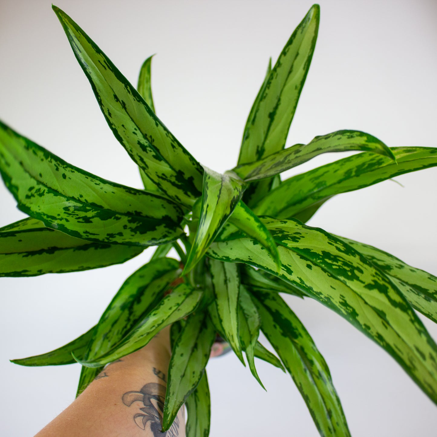 Aglaonema Cutlass 12cm H40cm