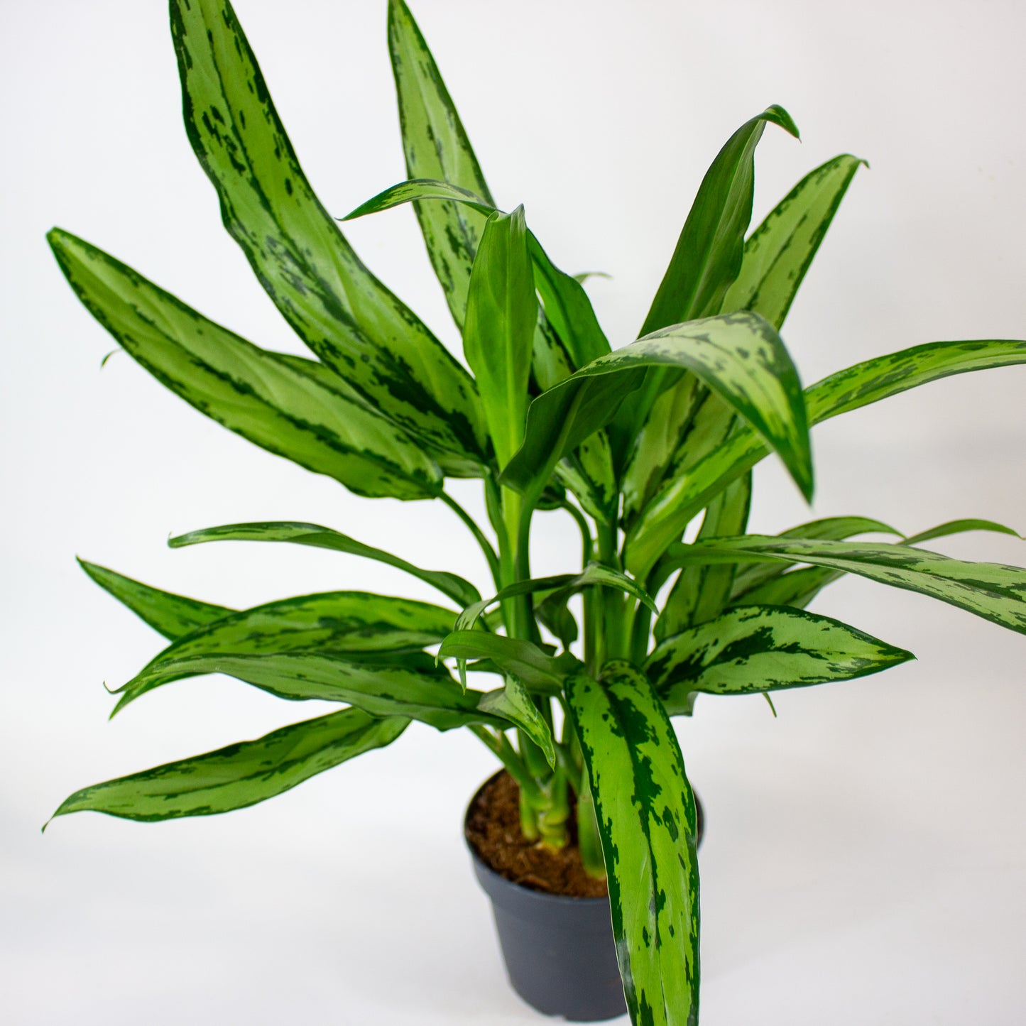 Aglaonema Cutlass 12cm H40cm