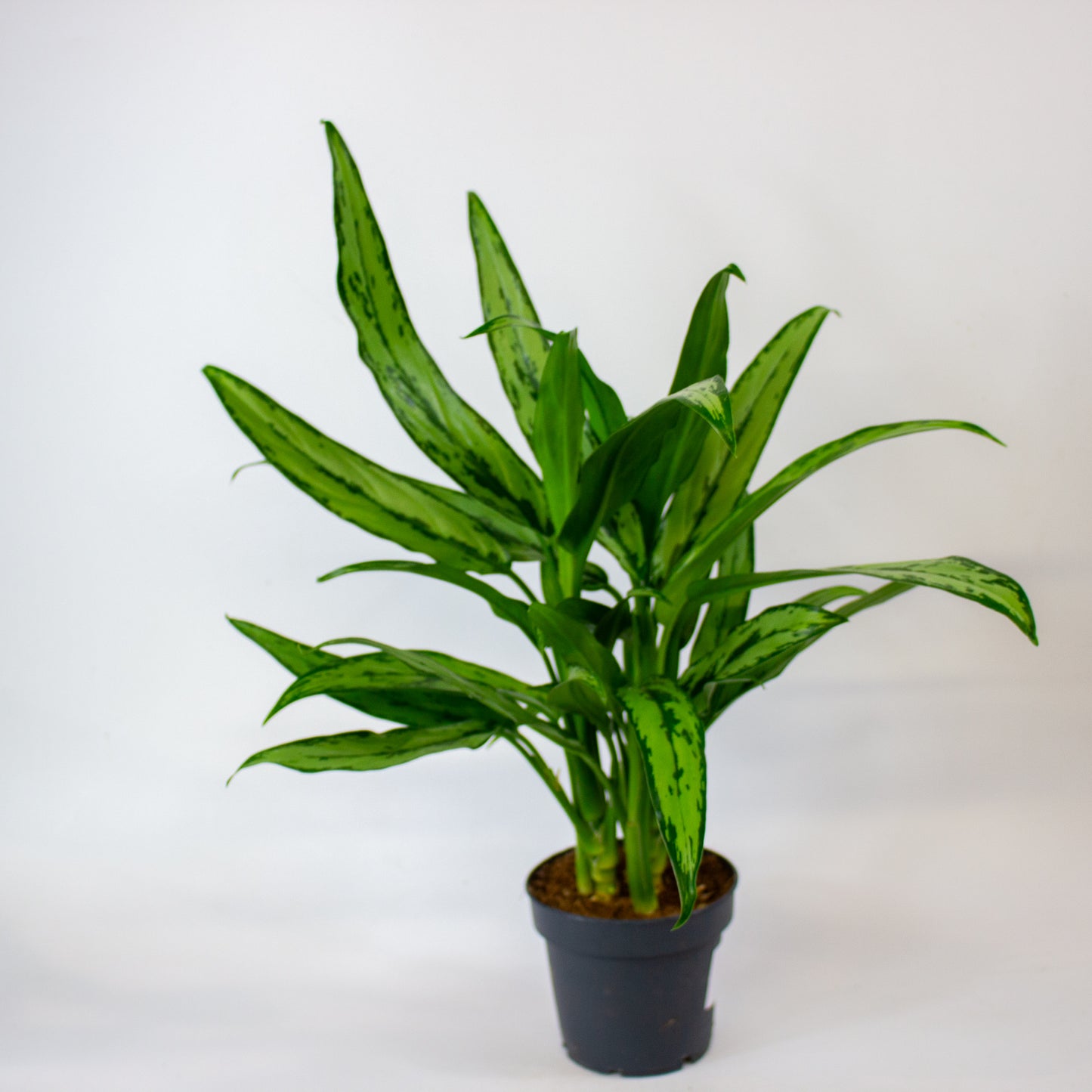 Aglaonema Cutlass 12cm H40cm