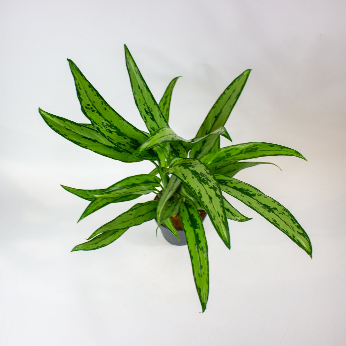 Aglaonema Cutlass 12cm H40cm