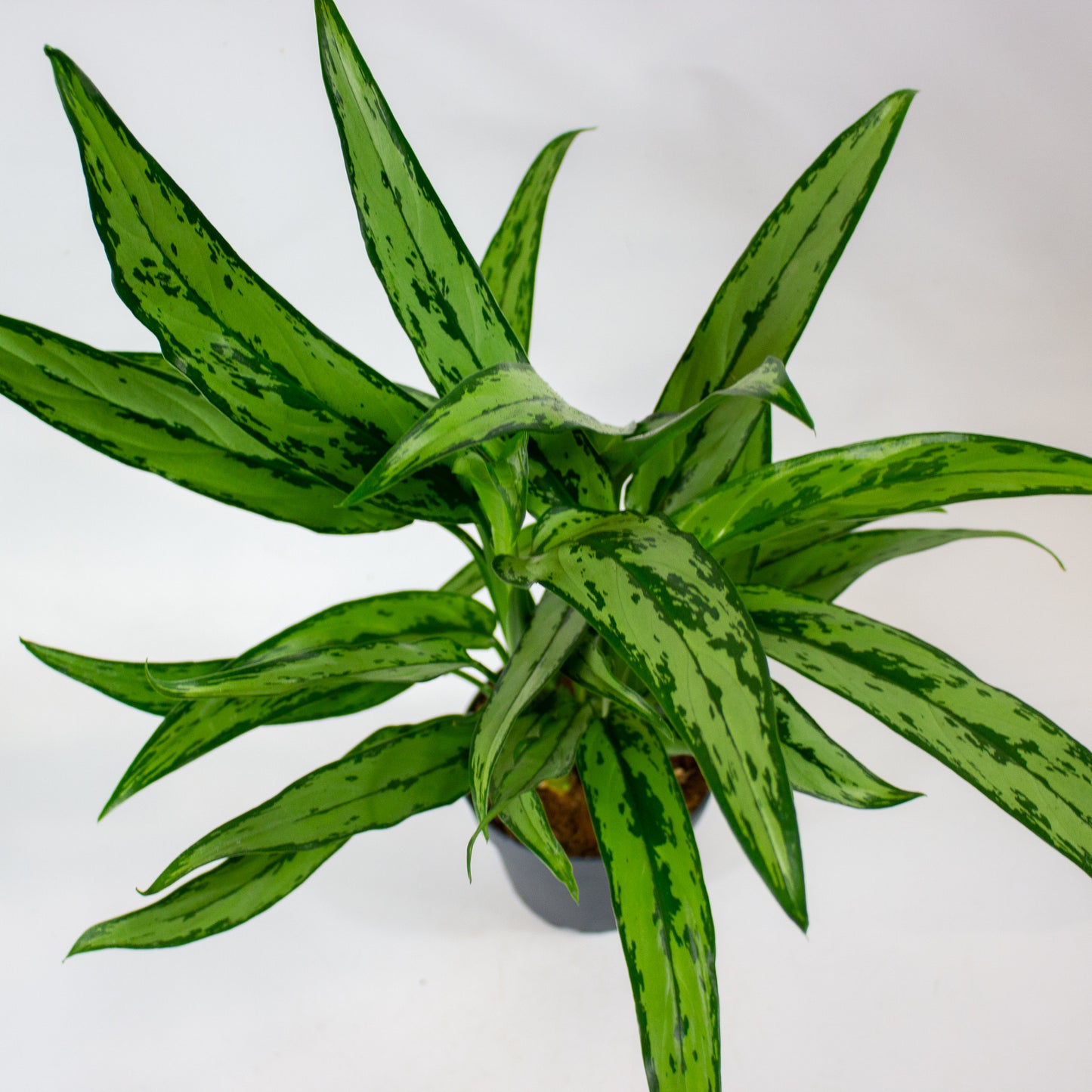 Aglaonema Cutlass 12cm H40cm