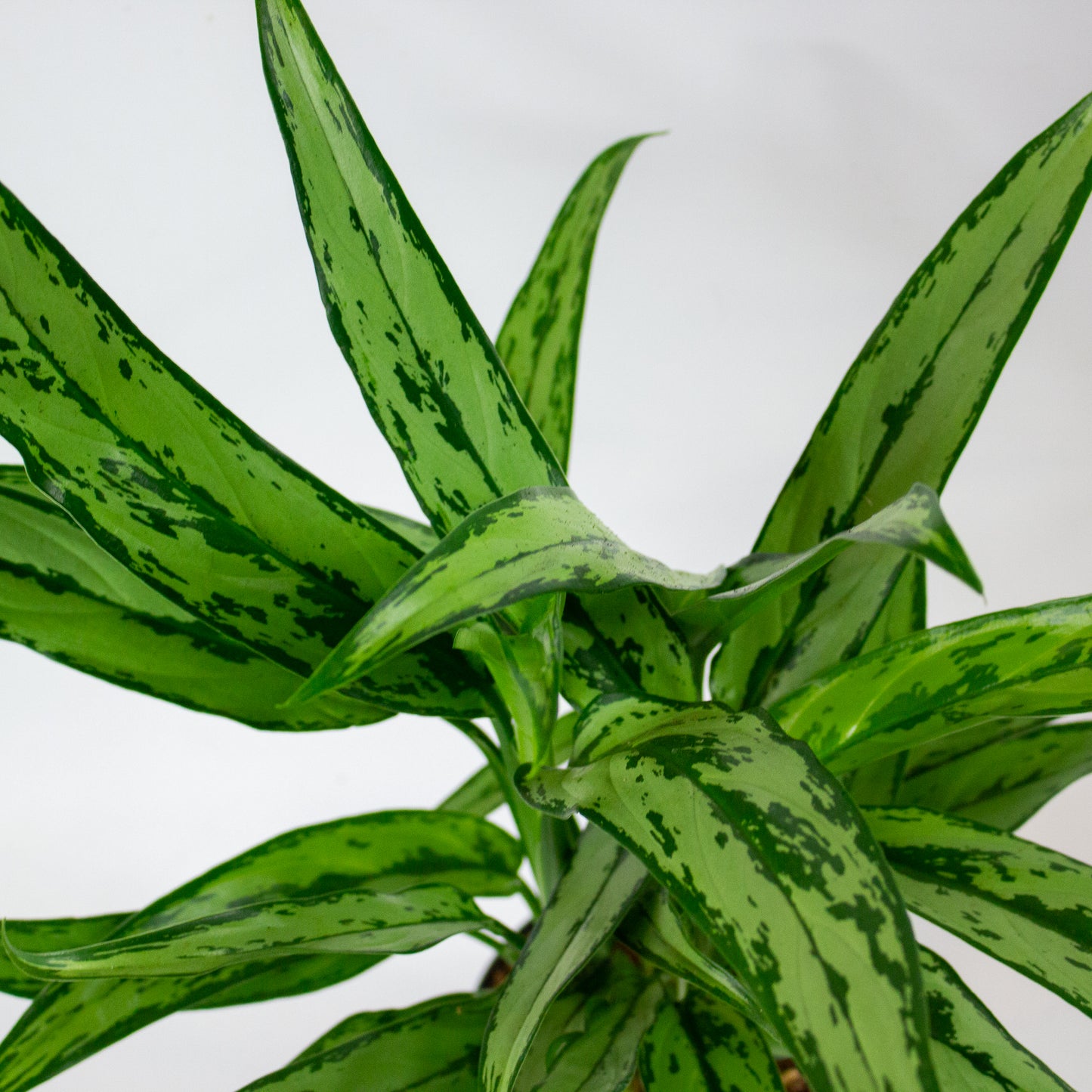 Aglaonema Cutlass 12cm H40cm