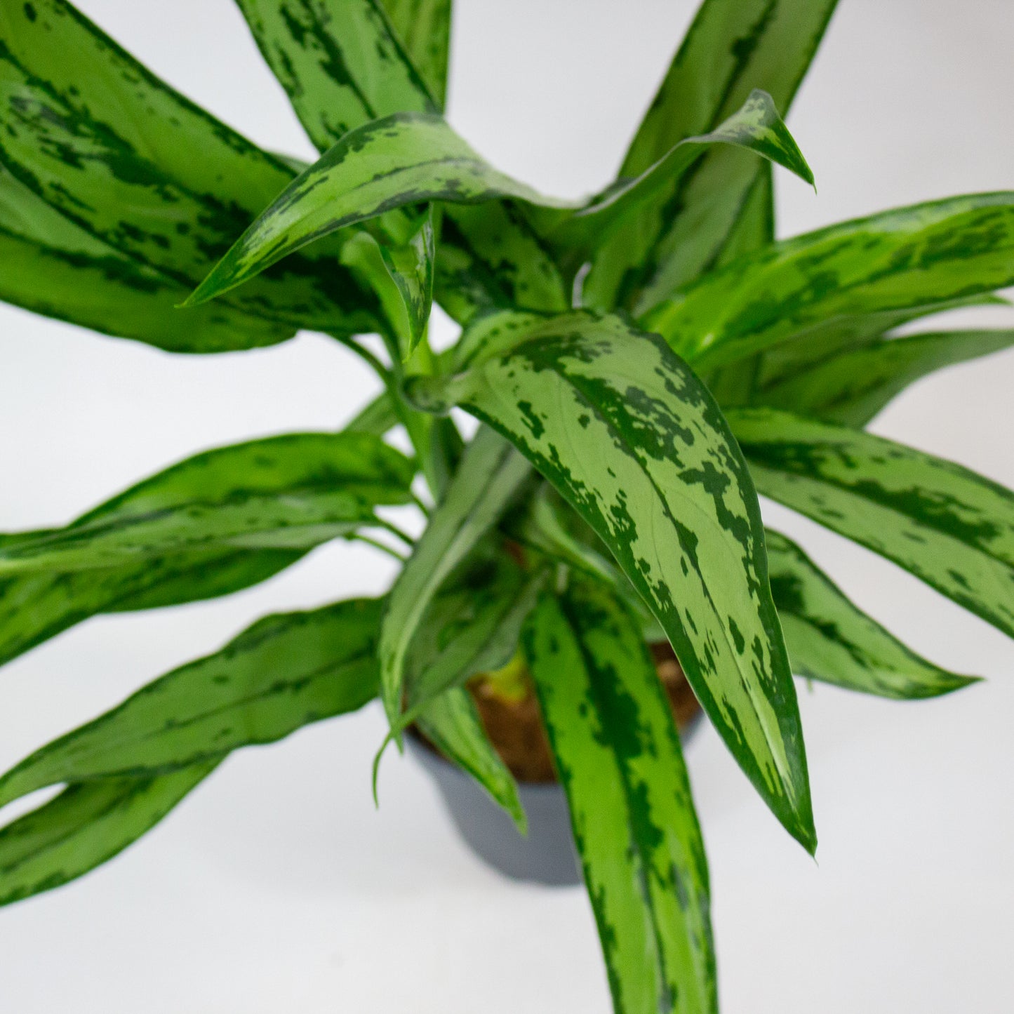 Aglaonema Cutlass 12cm H40cm