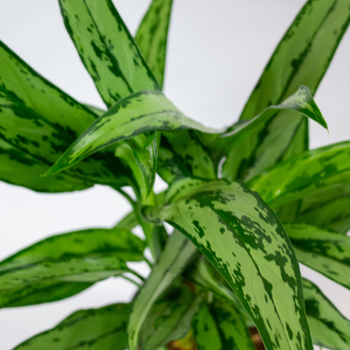 Aglaonema Cutlass 12cm H40cm