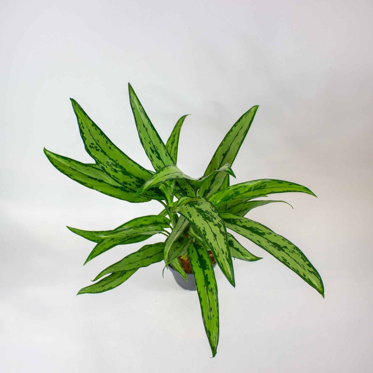 Aglaonema Cutlass 12cm H40cm