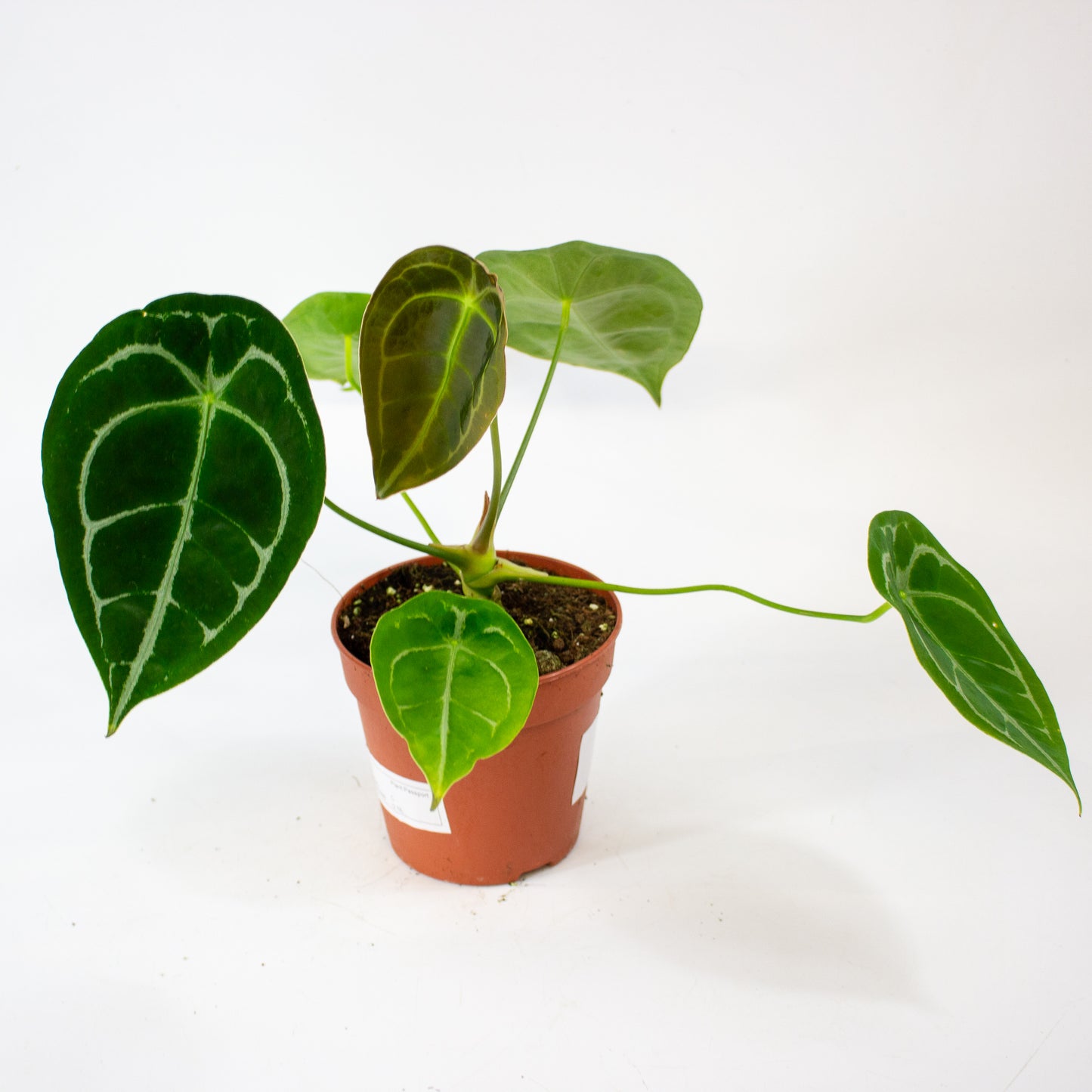 Anthurium Forgetii 12cm H30cm