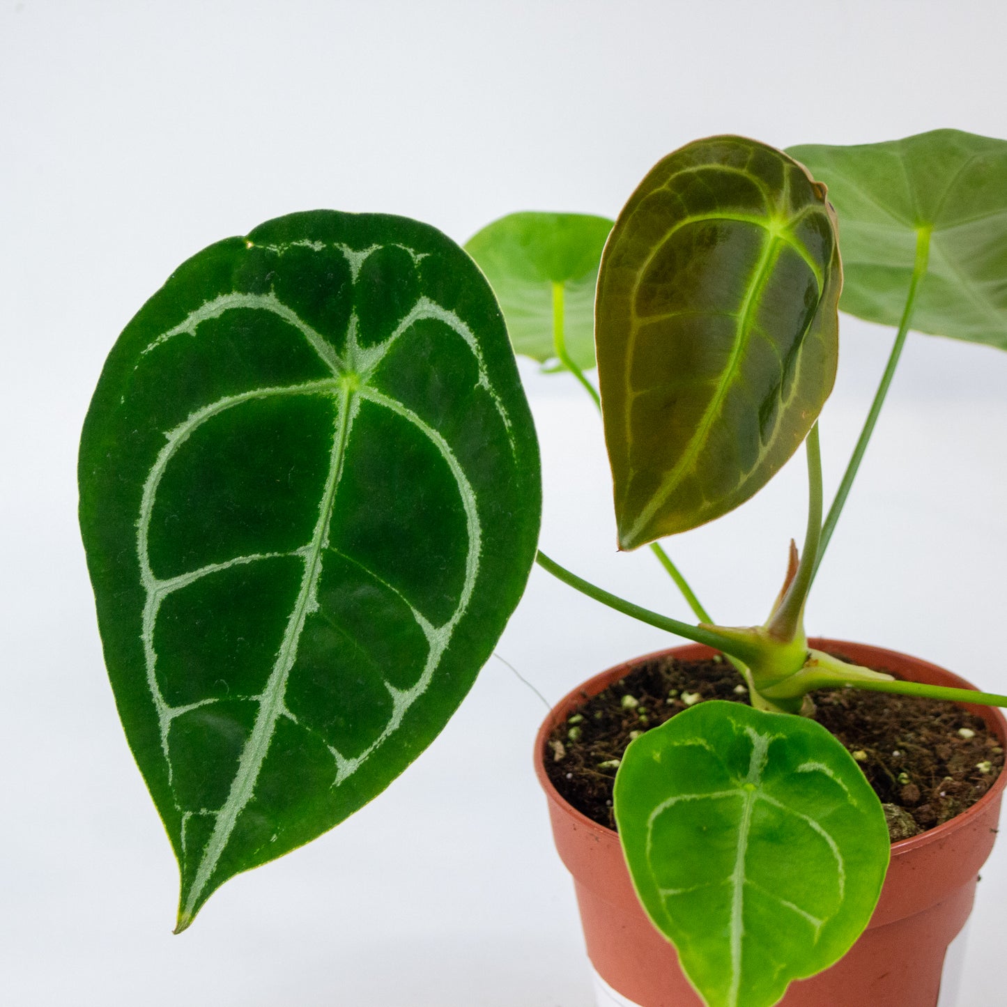 Anthurium Forgetii 12cm H30cm
