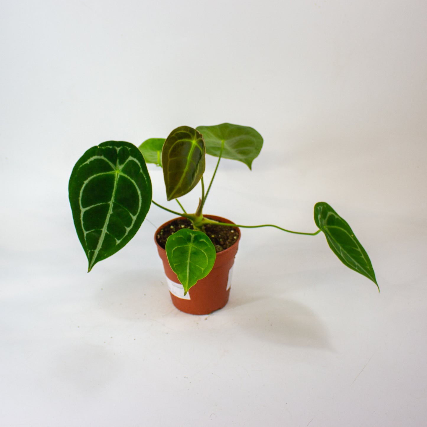 Anthurium Forgetii 12cm H30cm