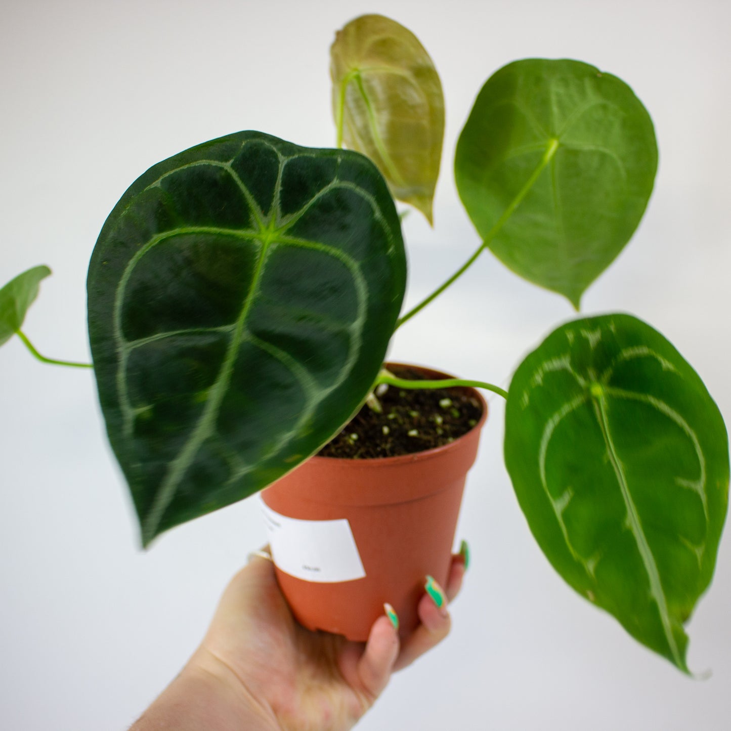 Anthurium Forgetii 12cm H30cm