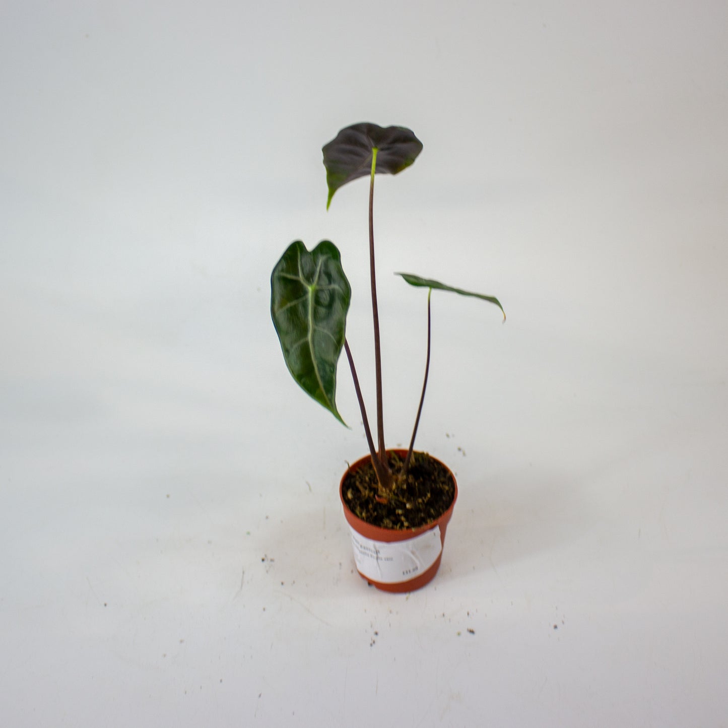 Alocasia Longiloba Purple vein 7cm H15cm