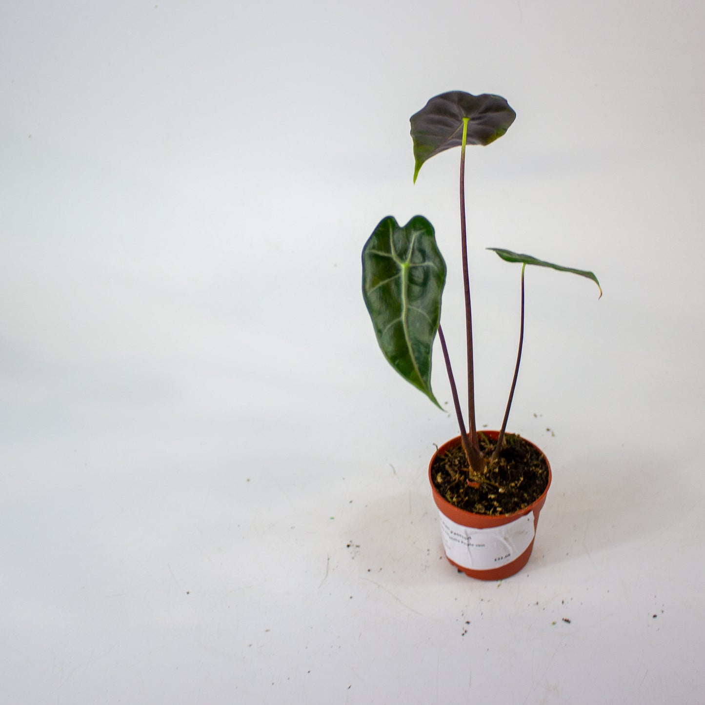 Alocasia Longiloba Purple vein 7cm H15cm