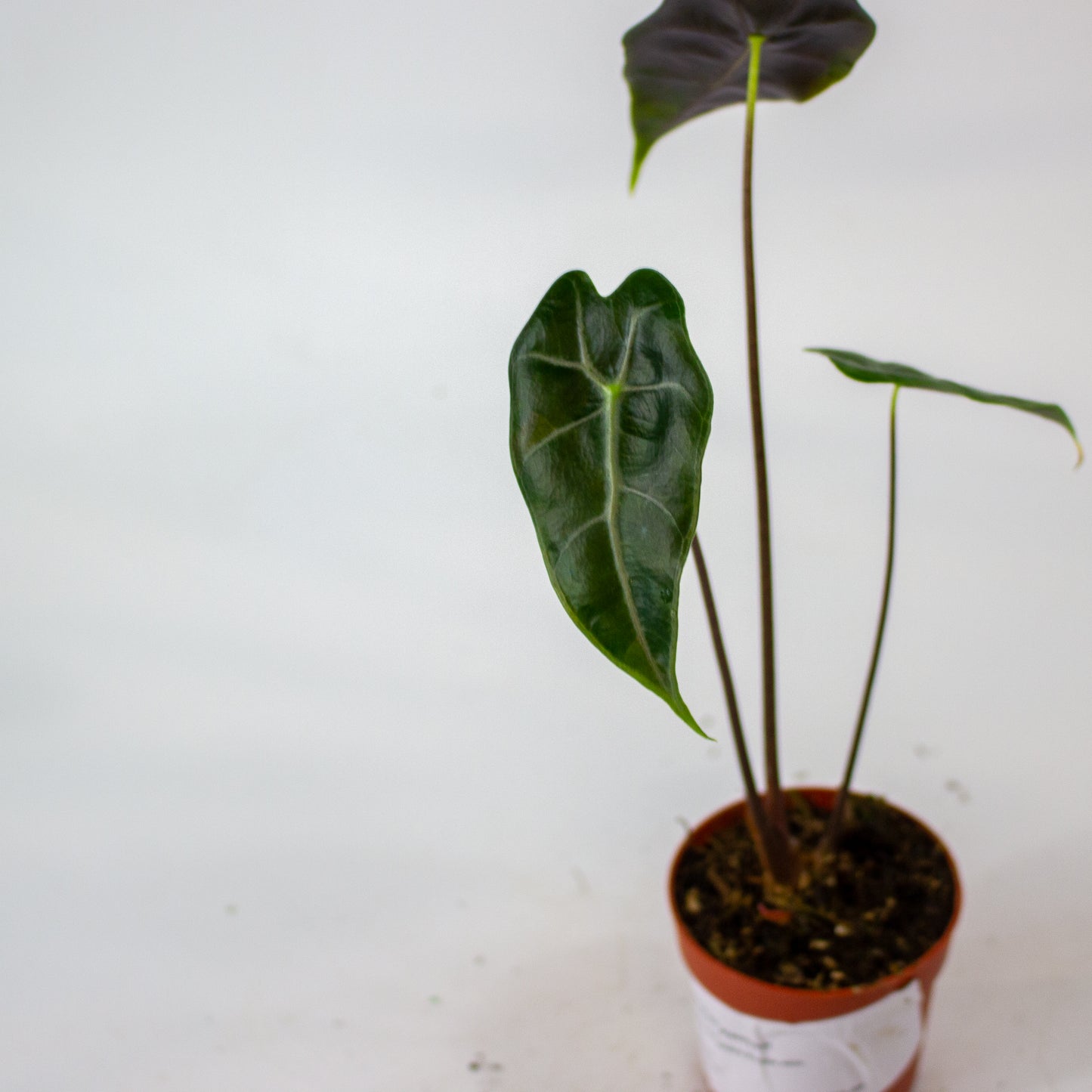 Alocasia Longiloba Purple vein 7cm H15cm