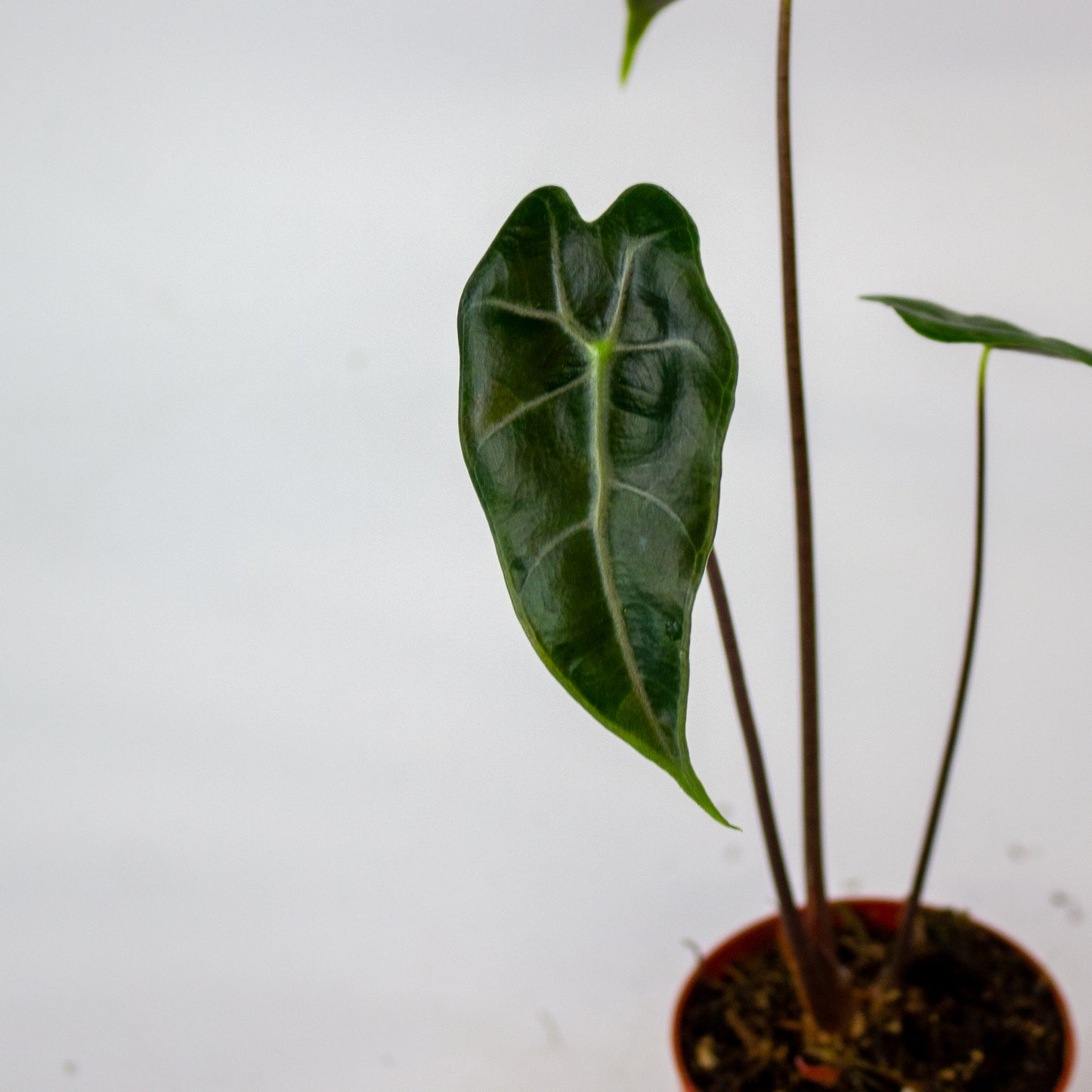 Alocasia Longiloba Purple vein 7cm H15cm