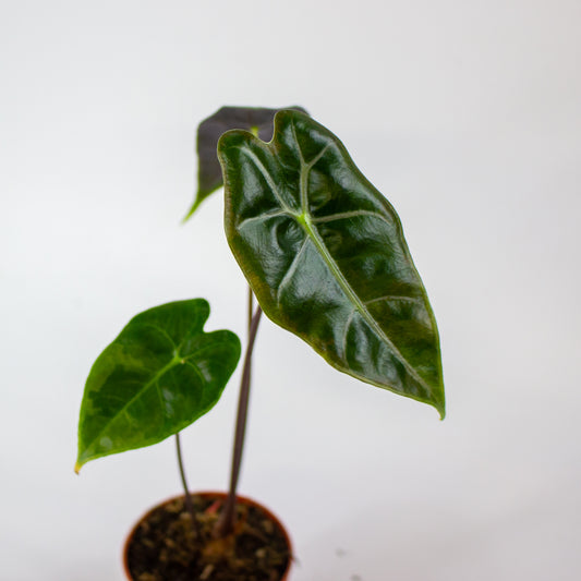 Alocasia longiloba 'Purple' 1