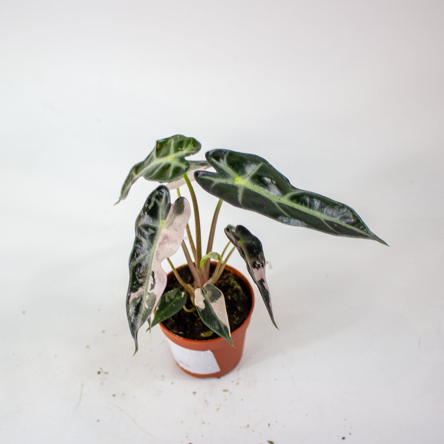 Alocasia Bambino Variegata 7cm H10cm