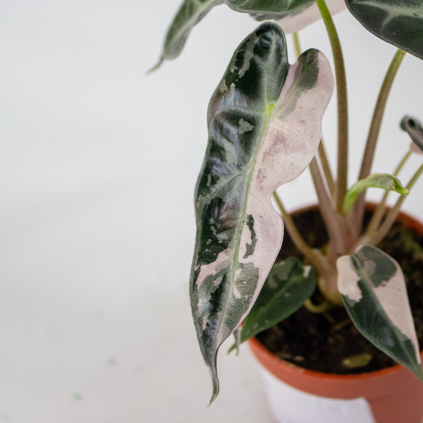 Alocasia Bambino Variegata 7cm H10cm