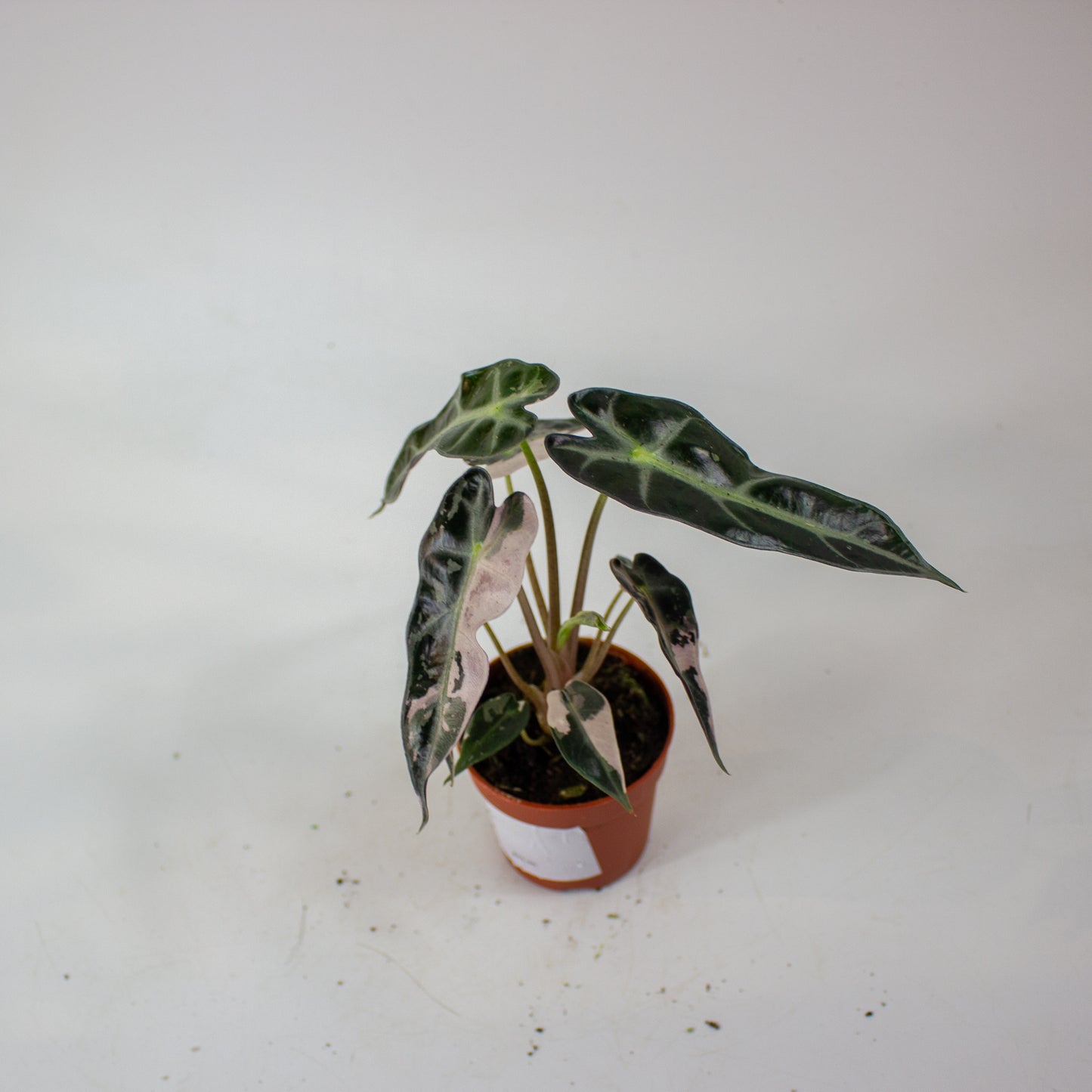 Alocasia Bambino Variegata 7cm H10cm