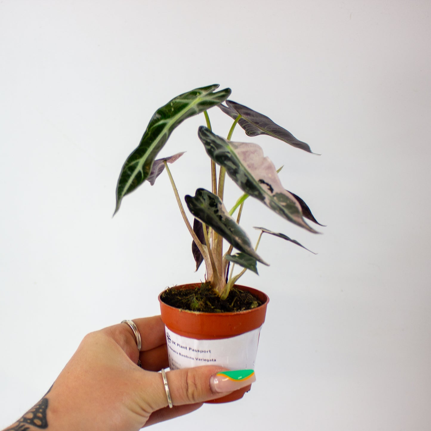 Alocasia Bambino Variegata 7cm H10cm