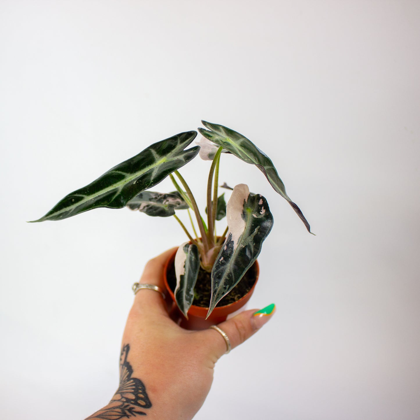 Alocasia Bambino Variegata 7cm H10cm