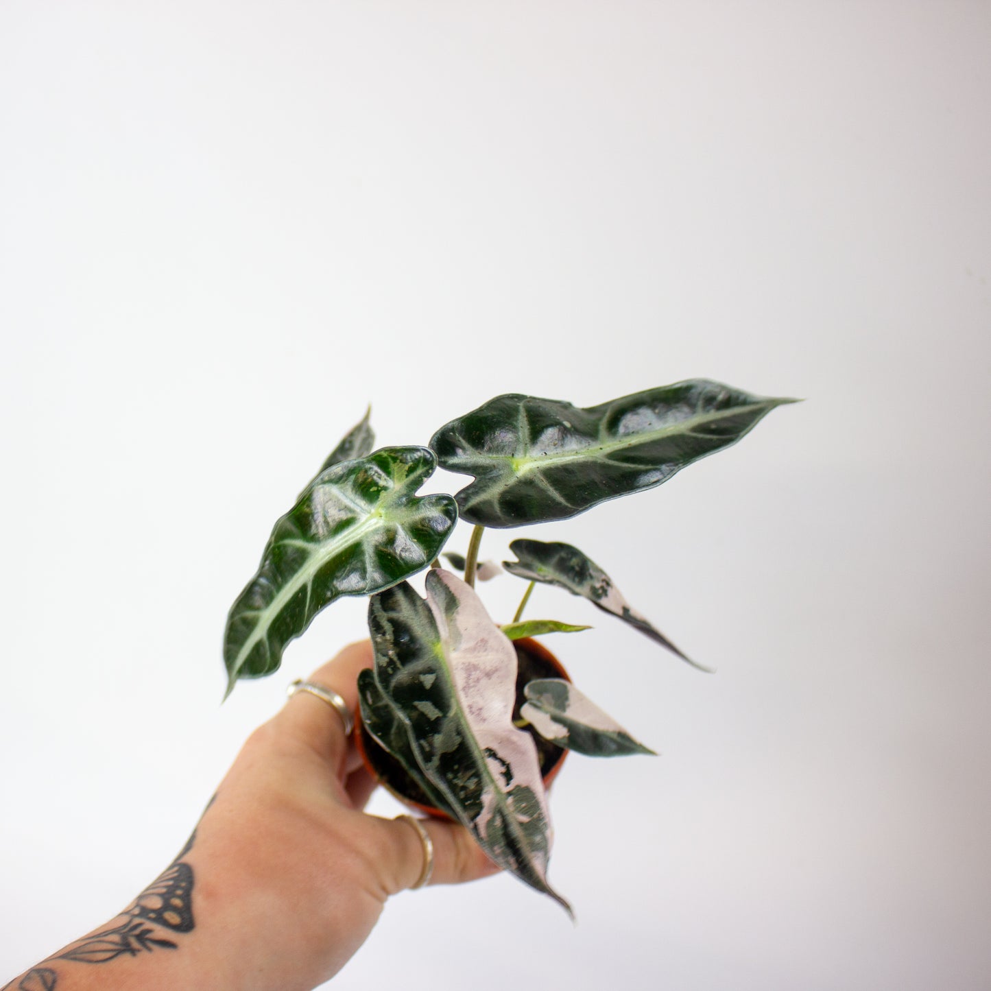Alocasia Bambino Variegata 7cm H10cm