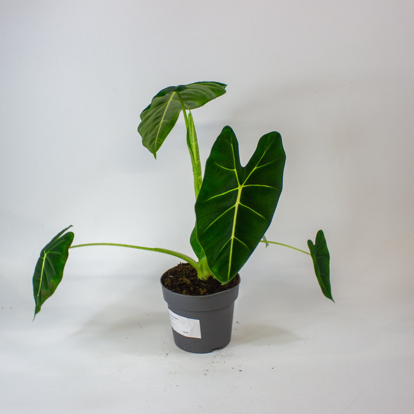 Alocasia Frydek 14cm H45cm