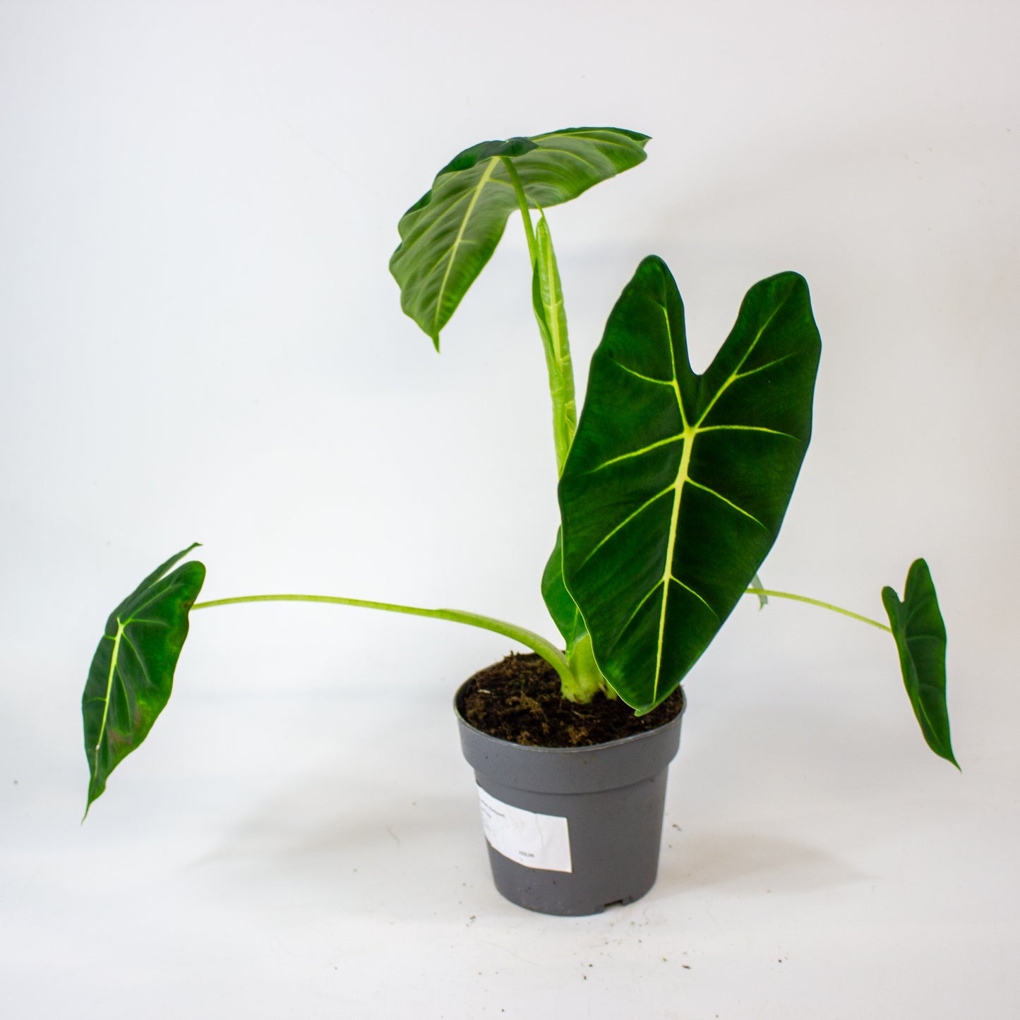 Alocasia Frydek 14cm H45cm