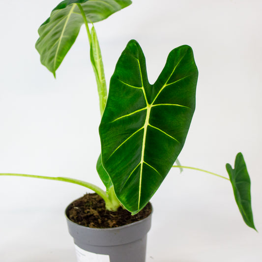 Alocasia Frydek 1