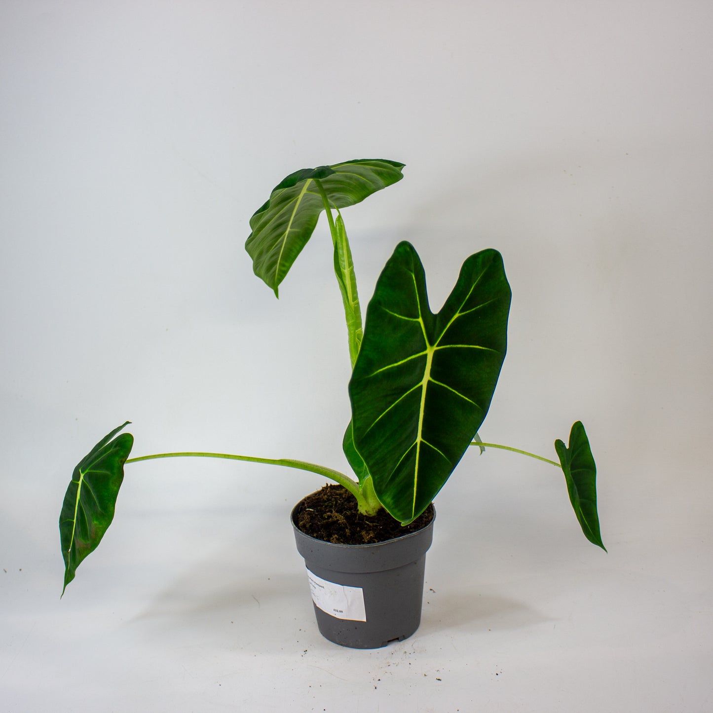 Alocasia Frydek 14cm H45cm