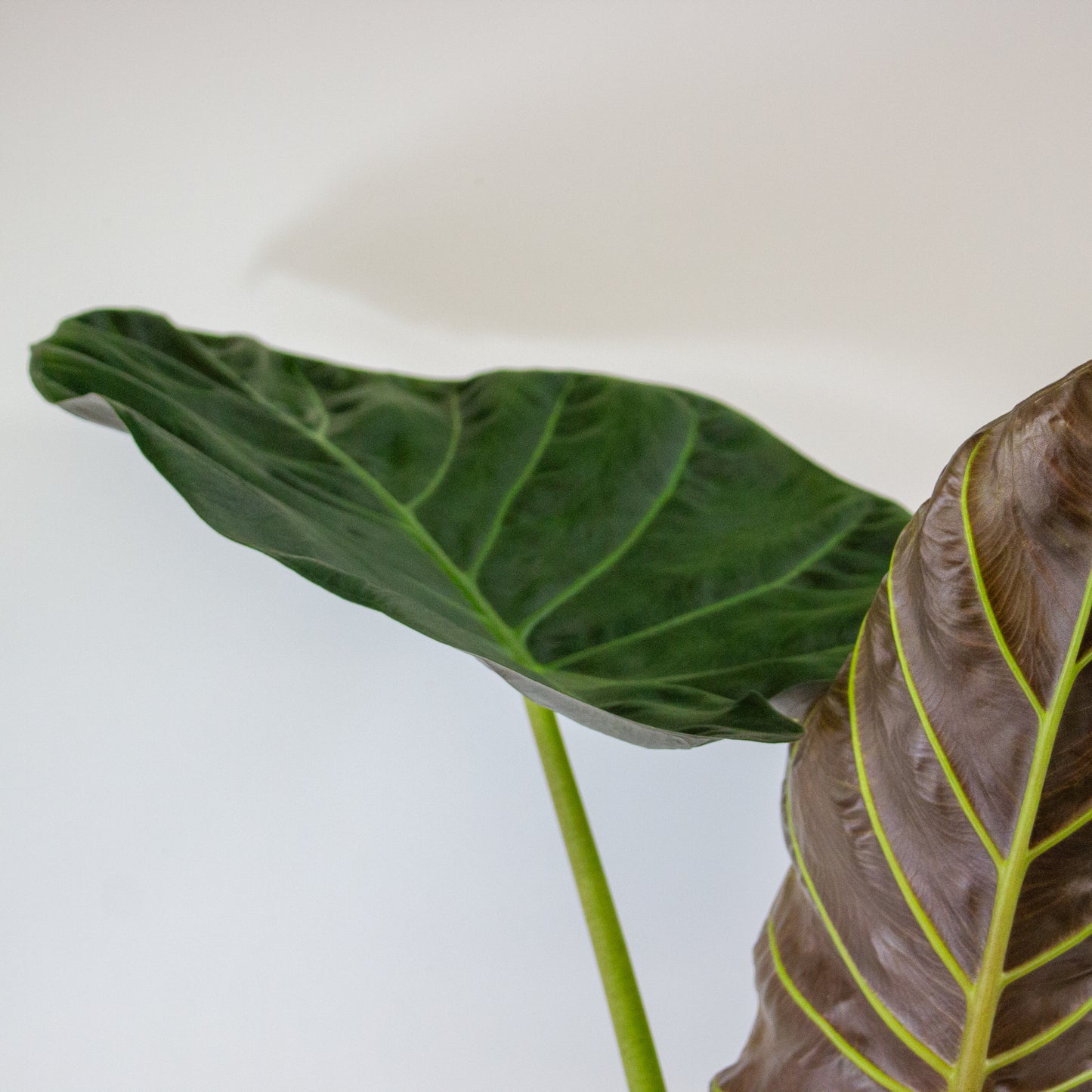 Alocasia Regal Shield 17cm H65cm