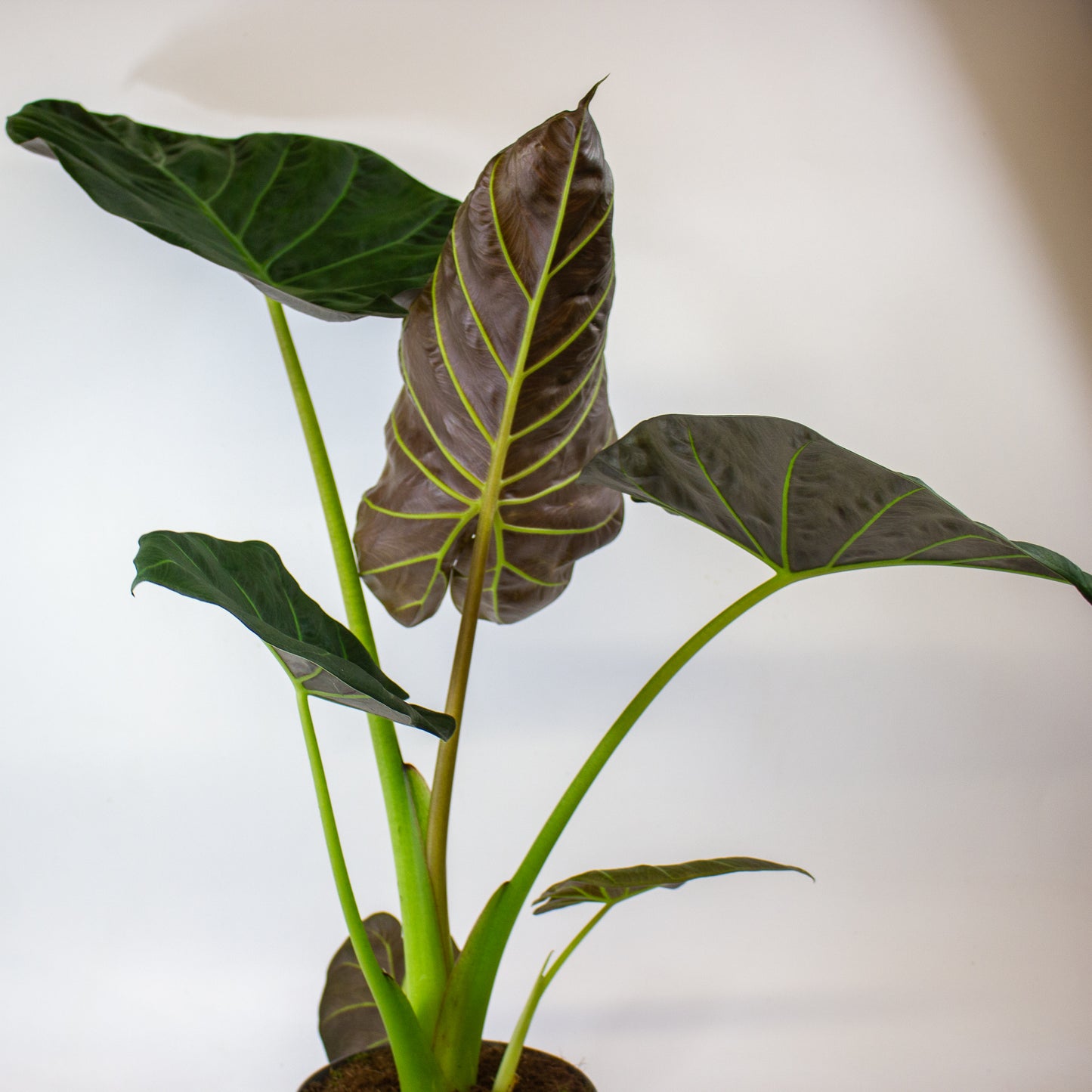 Alocasia Regal Shield 17cm H65cm