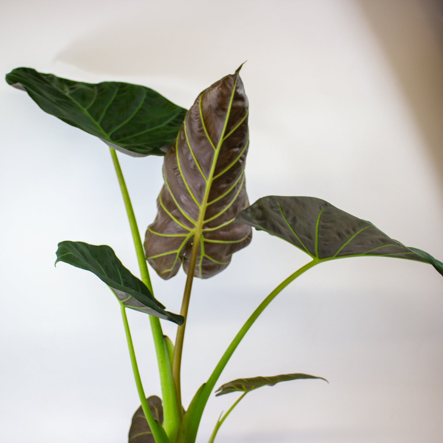 Alocasia Regal Shield 17cm H65cm