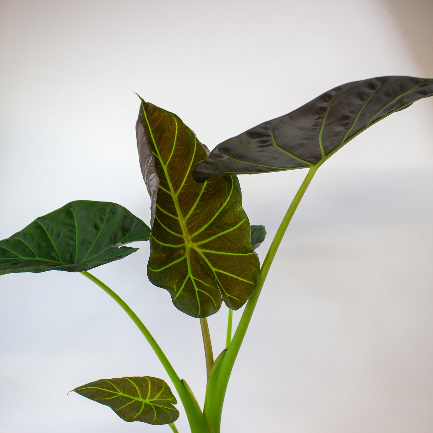 Alocasia Regal Shield 17cm H65cm