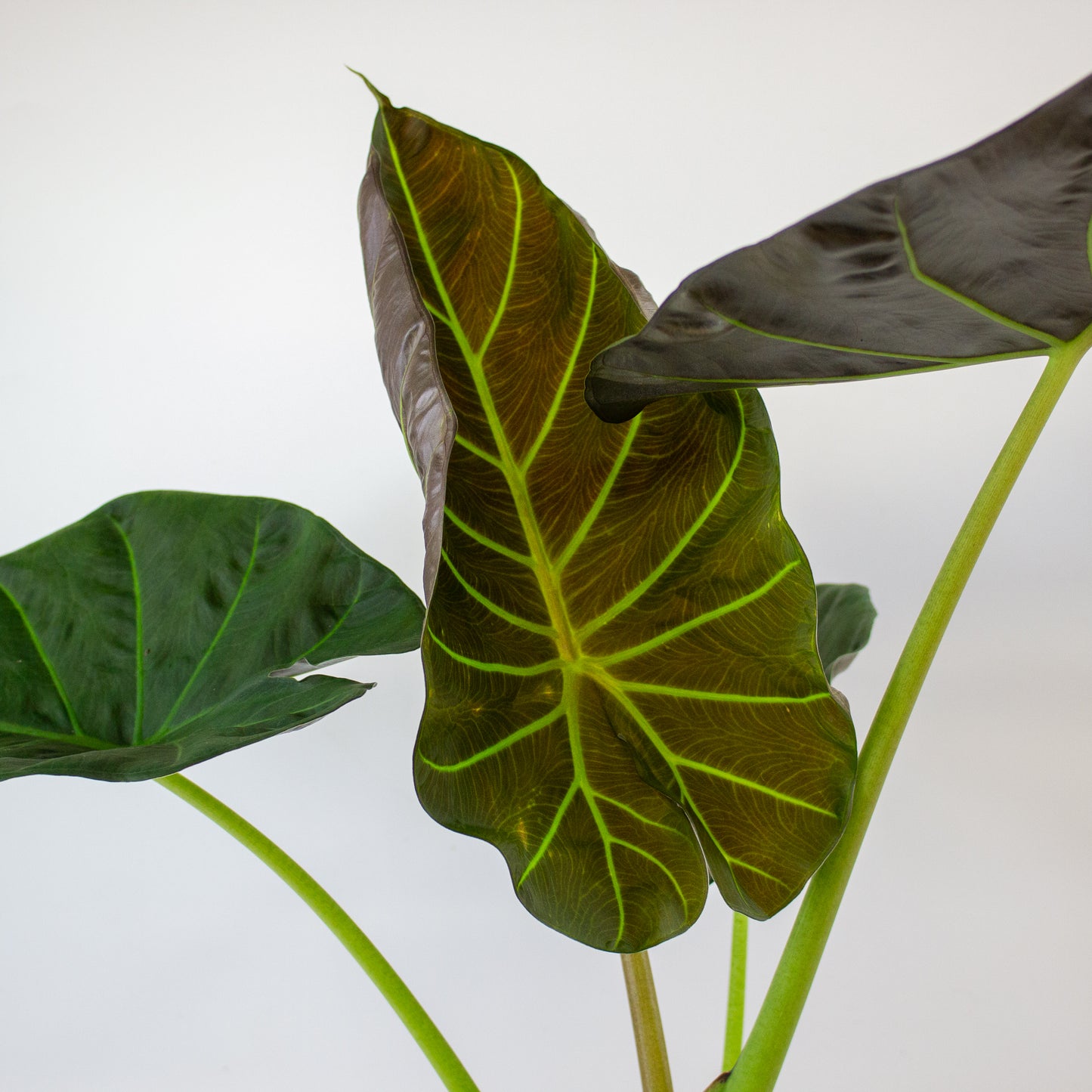 Alocasia Regal Shield 17cm H65cm