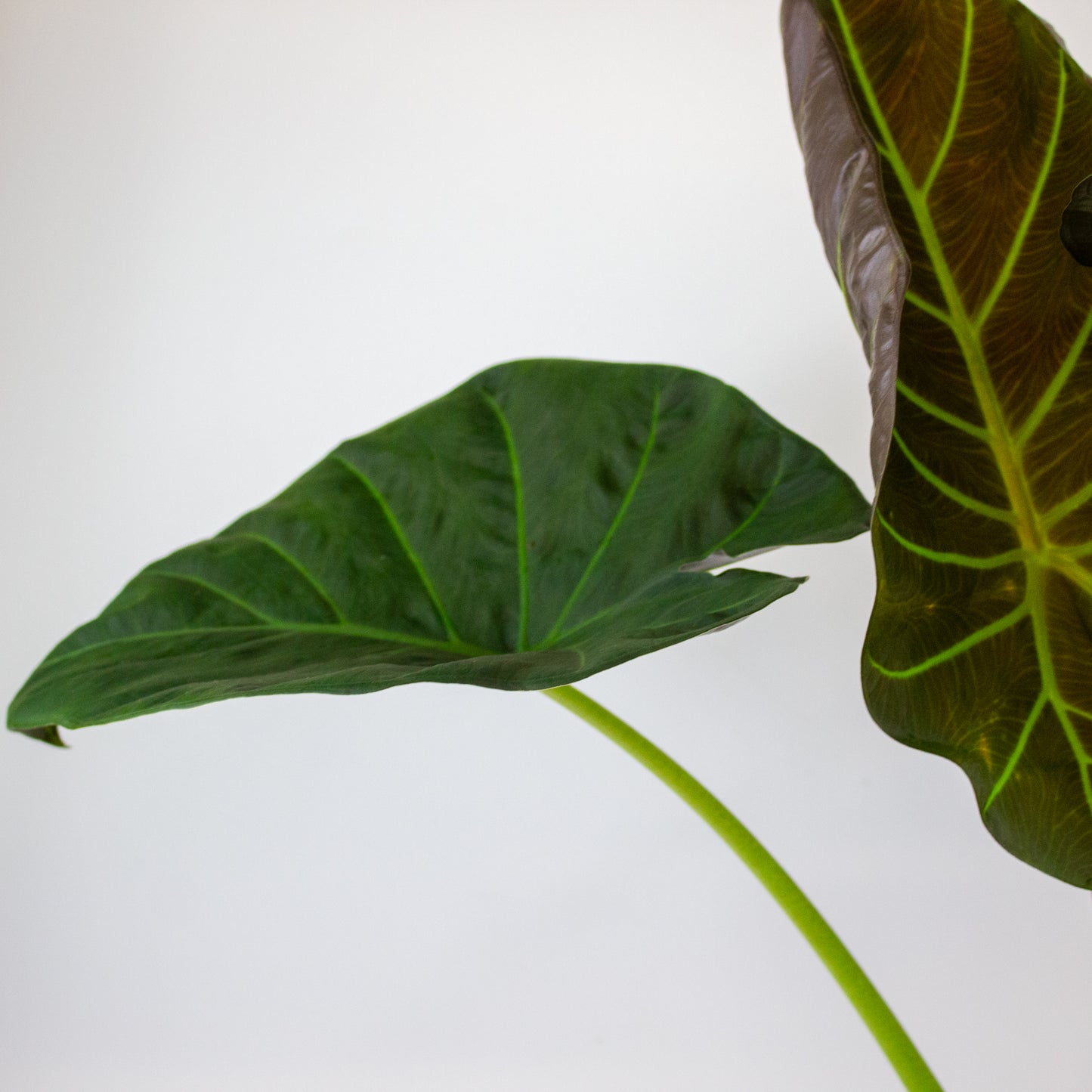 Alocasia Regal Shield 17cm H65cm