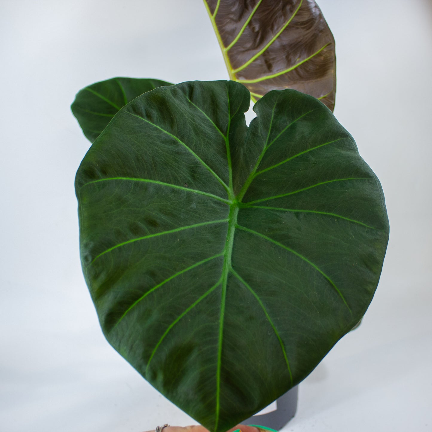 Alocasia Regal Shield 17cm H65cm