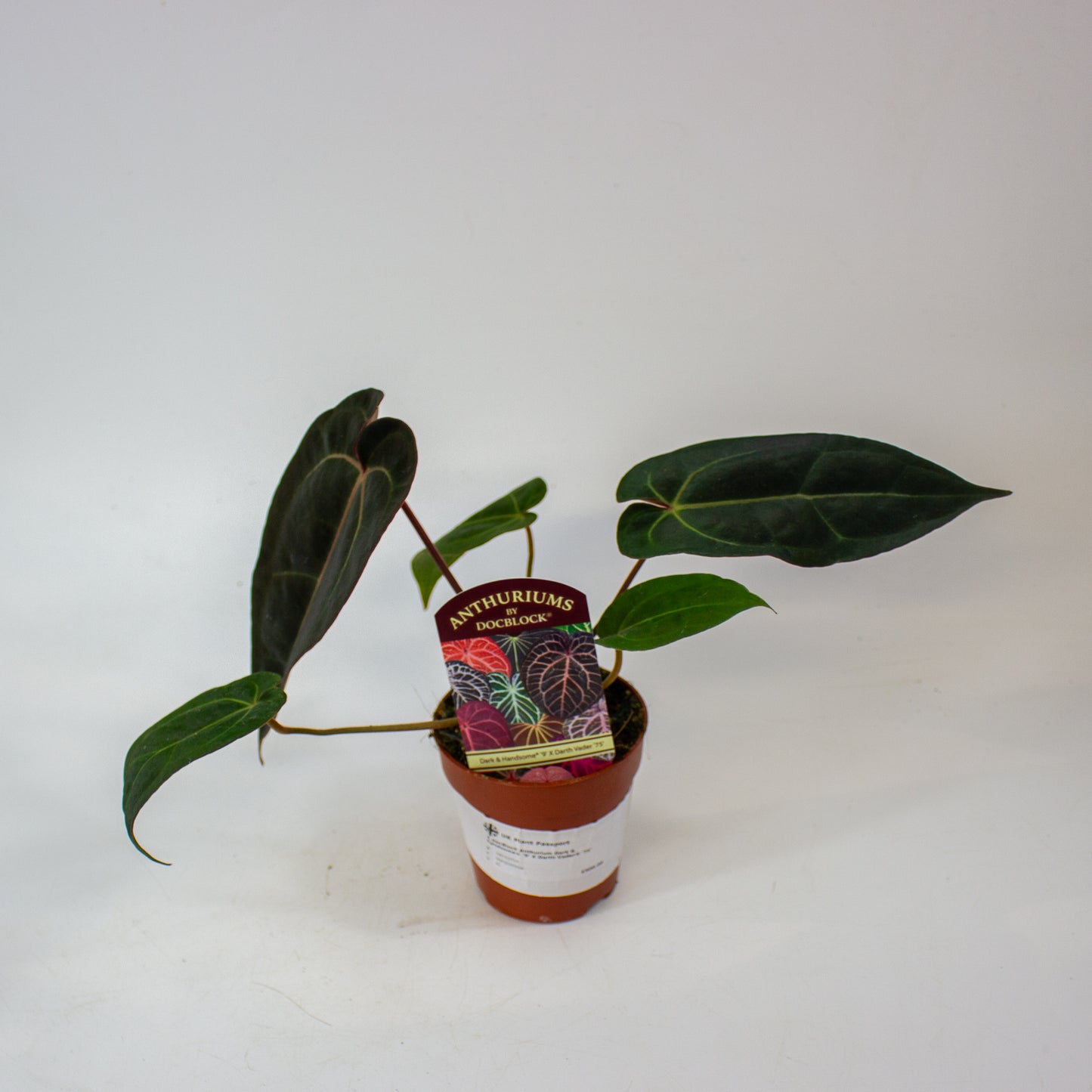 DocBlock Anthurium Dark & Handsome® '9' X Darth Vader® '75' 9cm H15cm
