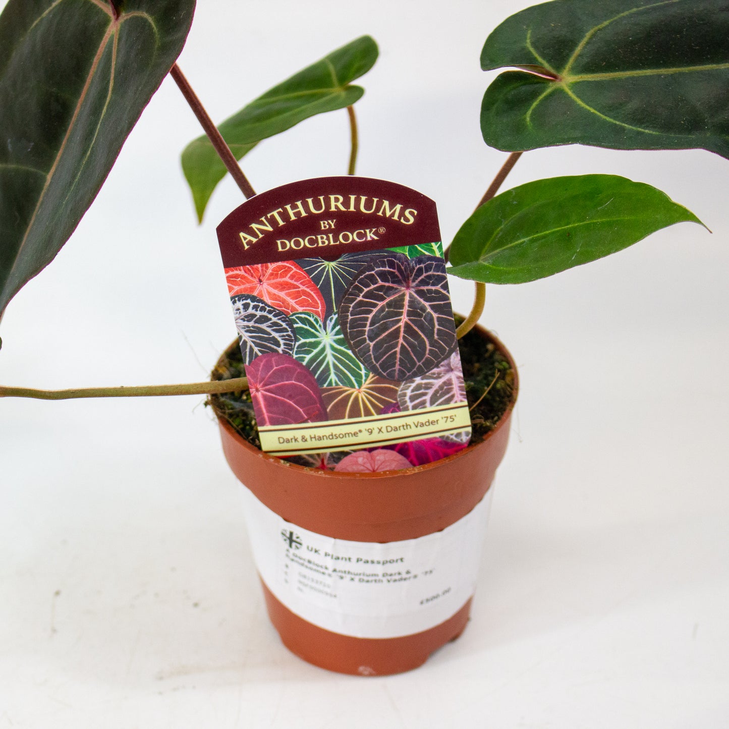 DocBlock Anthurium Dark & Handsome® '9' X Darth Vader® '75' 9cm H15cm