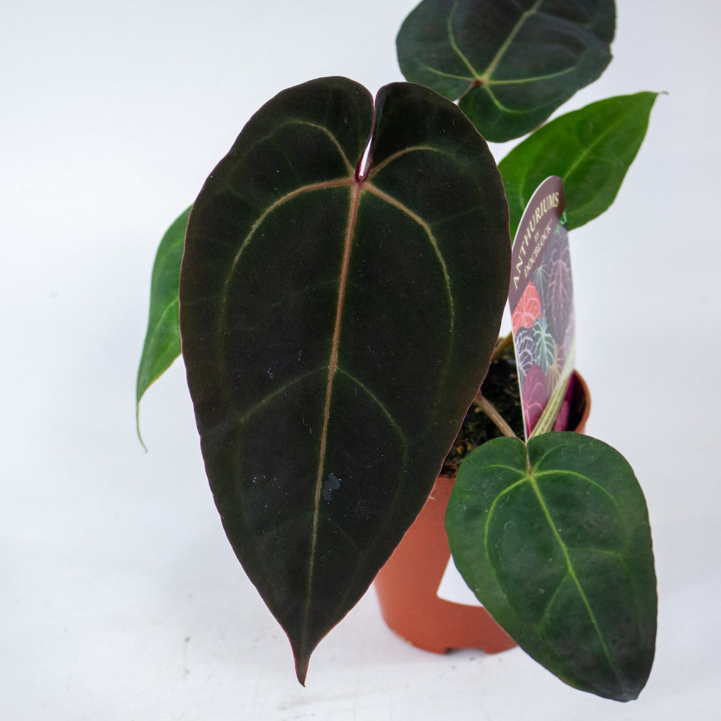 DocBlock Anthurium Dark & Handsome® '9' X Darth Vader® '75' 9cm H15cm