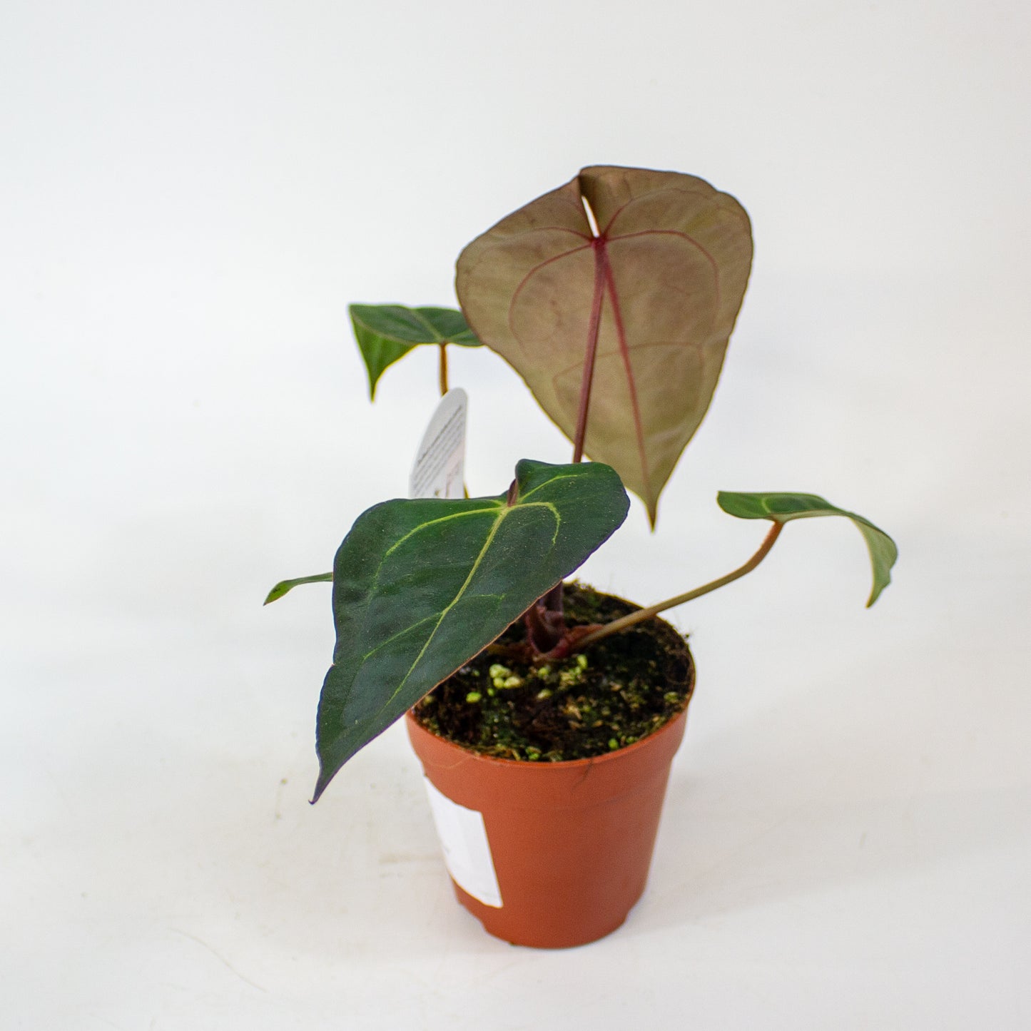 DocBlock Anthurium Dark & Handsome® '9' X Darth Vader® '75' 9cm H15cm