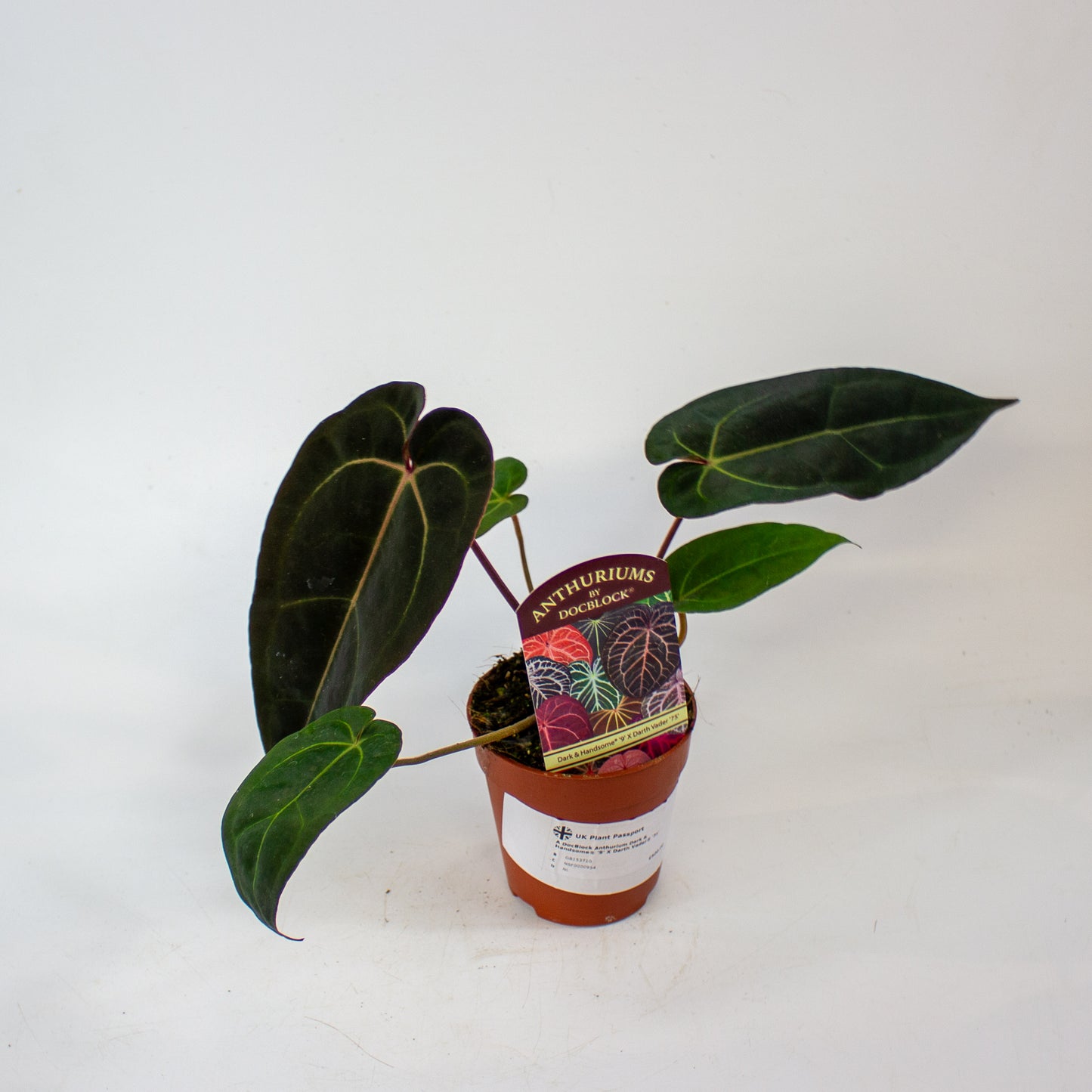 DocBlock Anthurium Dark & Handsome® '9' X Darth Vader® '75' 9cm H15cm
