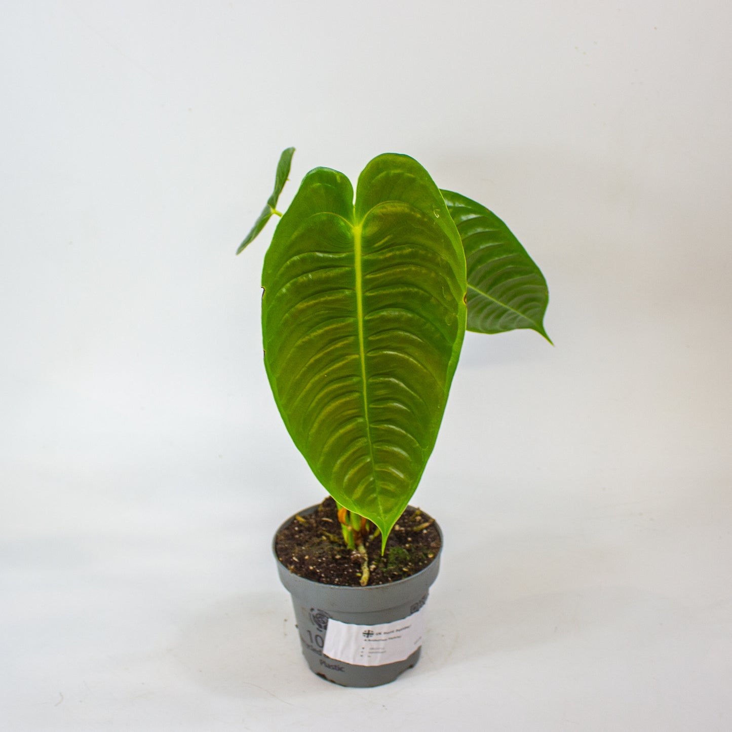 Anthurium Veitchii 12cm H20cm